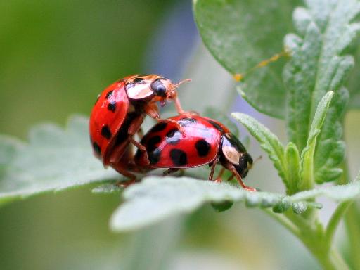 ladybug