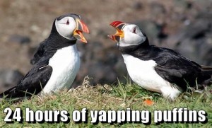 yappingpuffins